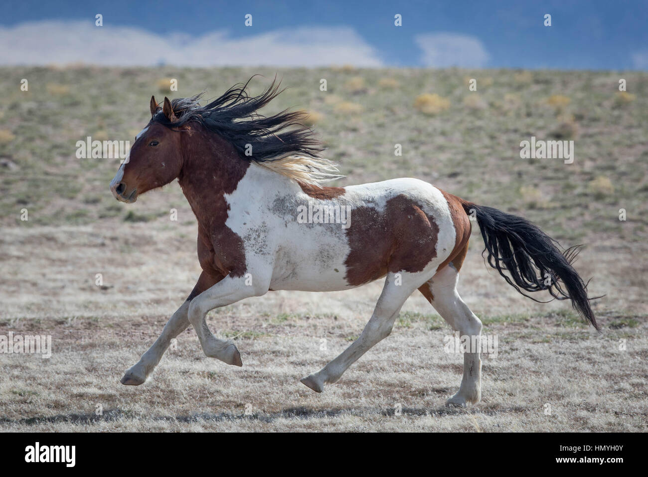 Brun et Blanc Stock galopante Cheval (Equus ferus caballus), de chevaux sauvages du désert de l'Ouest, Utah, USA, Amérique du Nord Banque D'Images