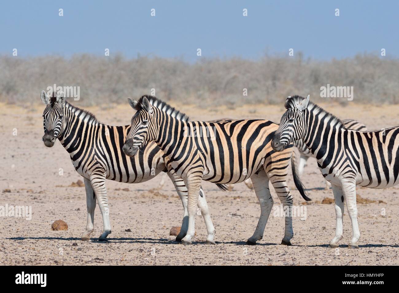 Zèbres de Burchell (Equus quagga burchellii), debout sur sol aride, Etosha National Park, Namibie, Afrique Banque D'Images