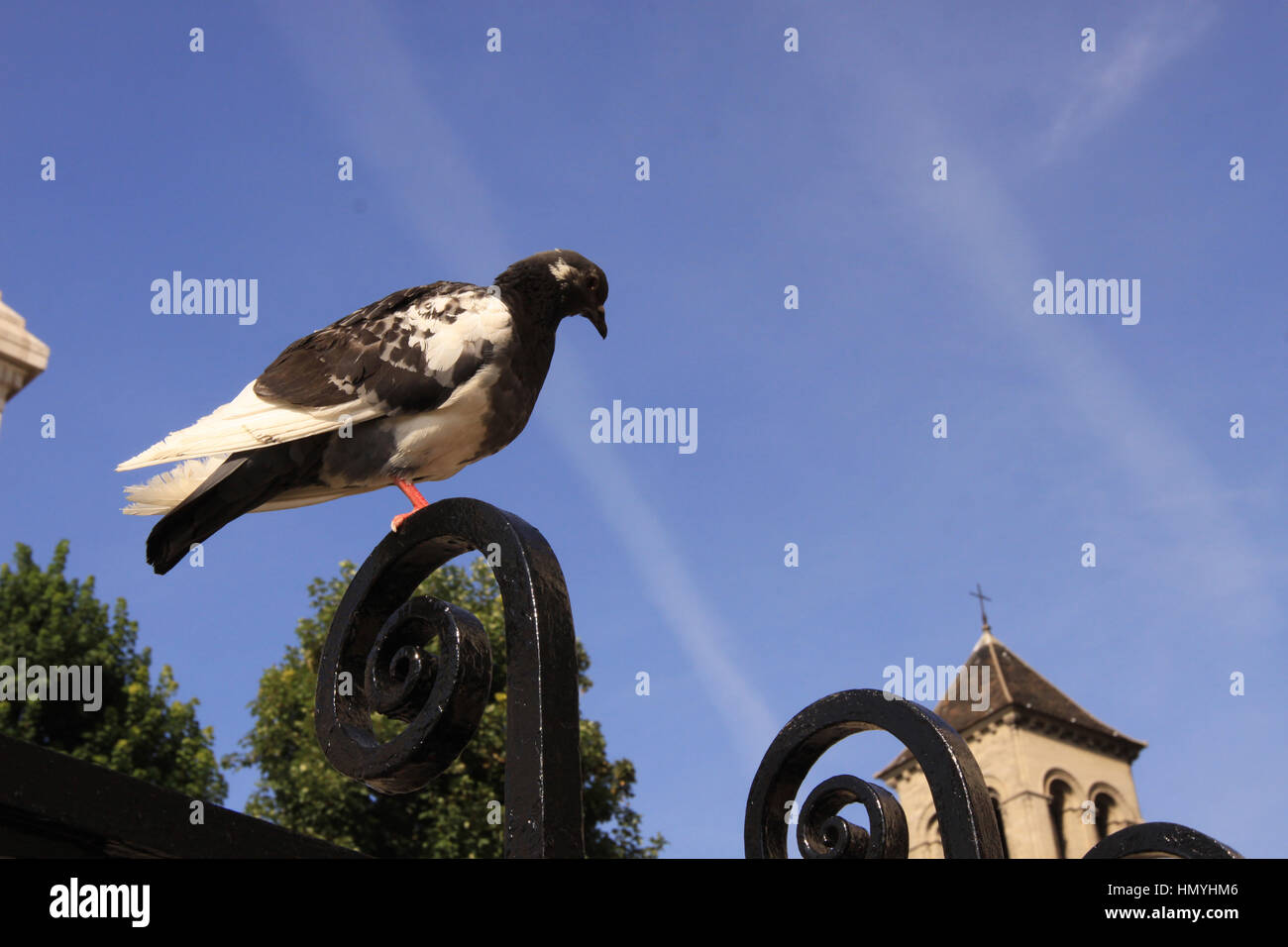 Un pigeon est debout sur le dessus d'une clôture de fer en face de l'Église, structure de Saint Pierre de Montmartre à Paris avec ciel bleu. Banque D'Images
