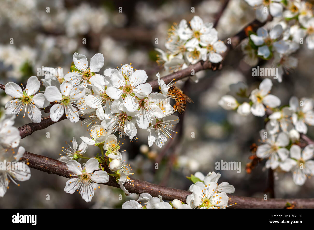 Bee pollen de fleur blanche recueille sur l'arbre en fleurs au printemps  Photo Stock - Alamy
