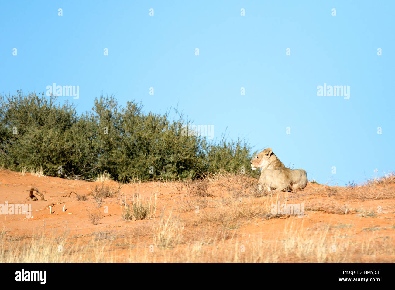 Lion sur dune de sable rouge dans le parc transfrontalier Kgalagadi National Park, Afrique du Sud. Banque D'Images