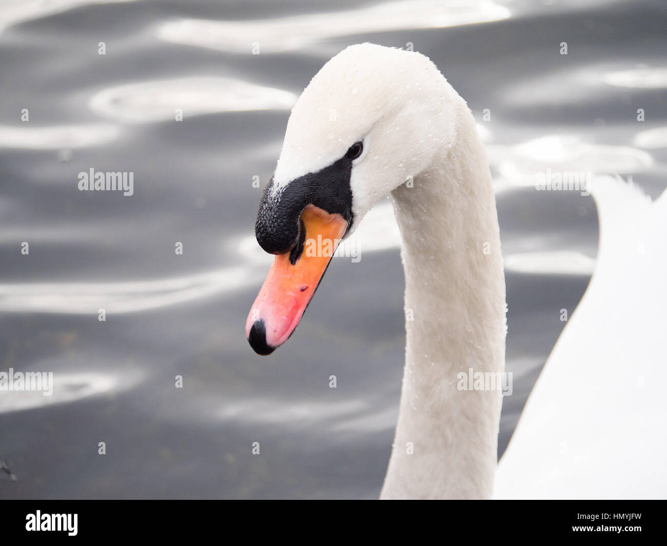 Close up photo d'un bec de cygne muet comme il nage sur un réservoir à Salford, Greater Manchester Banque D'Images