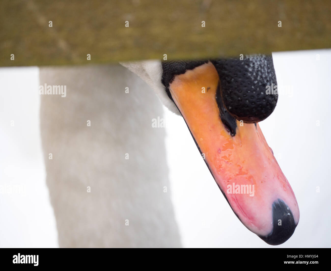 Close up photo d'un bec de cygne muet comme il nage sur un réservoir à Salford, Greater Manchester Banque D'Images
