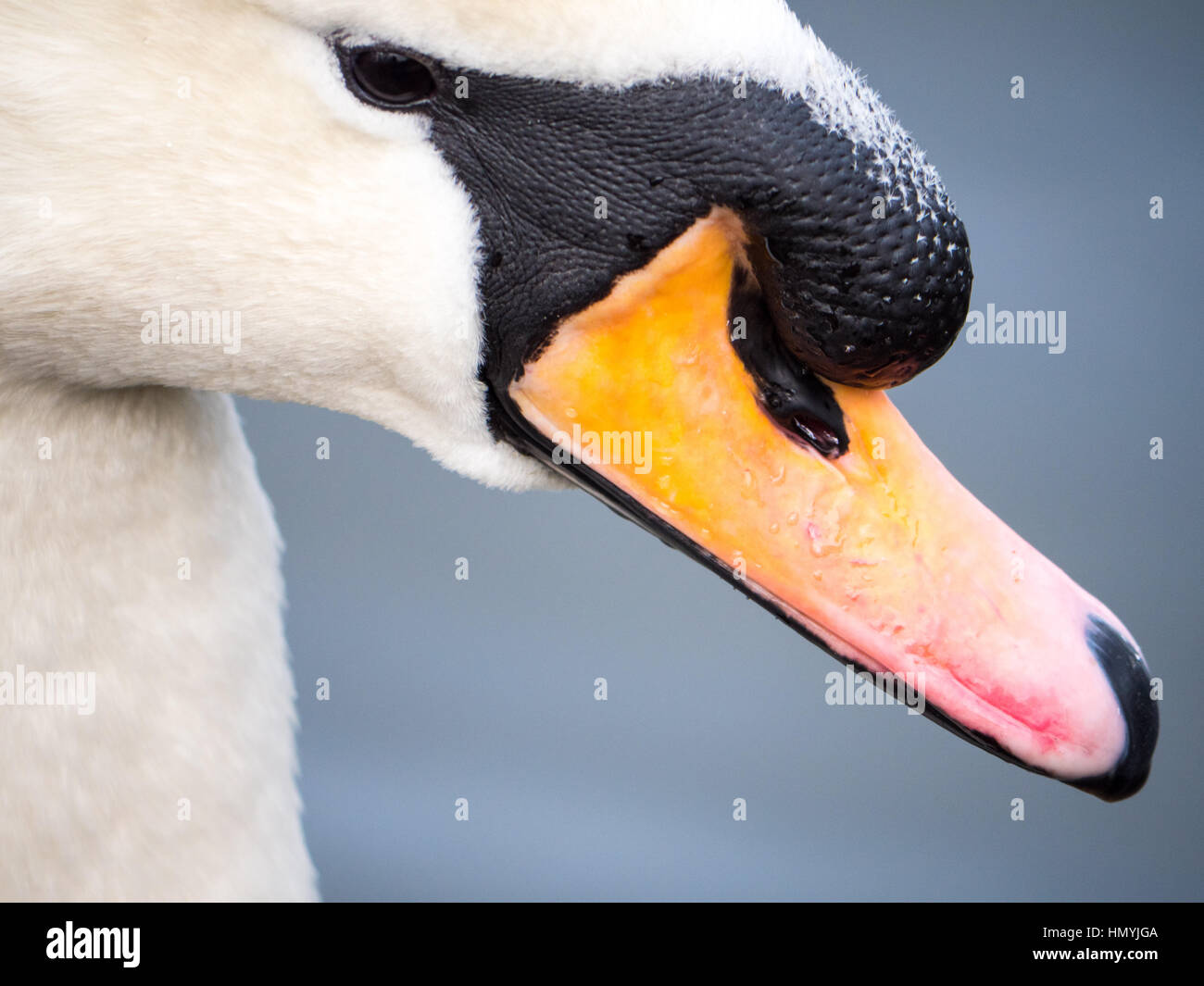 Close up photo d'un bec de cygne muet comme il nage sur un réservoir à Salford, Greater Manchester Banque D'Images