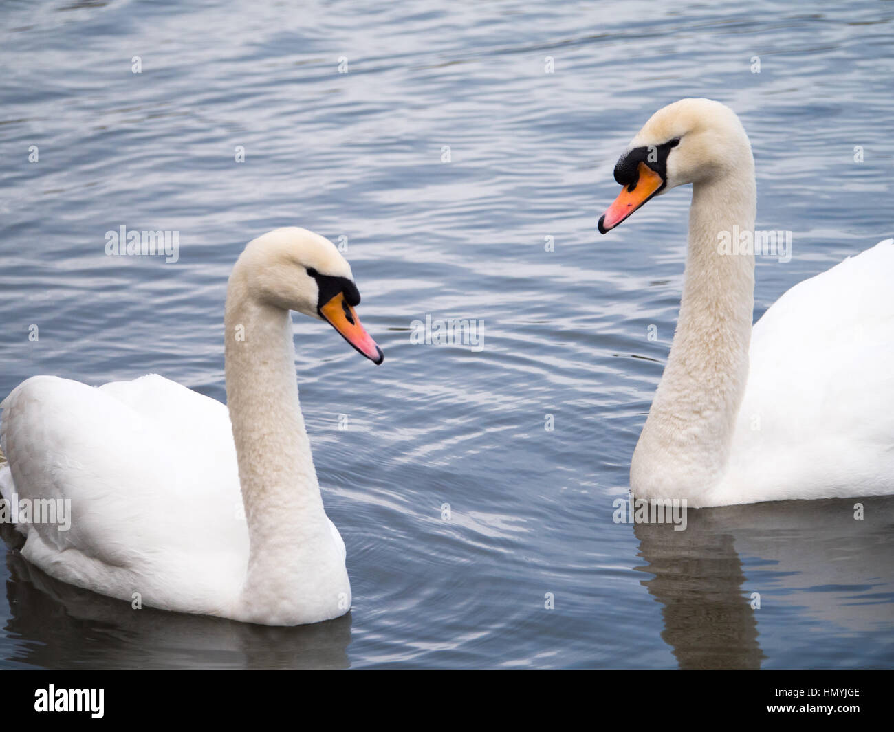 Deux cygnes tuberculés natation adultes sur un reservior à Salford, Greater Manchester Banque D'Images