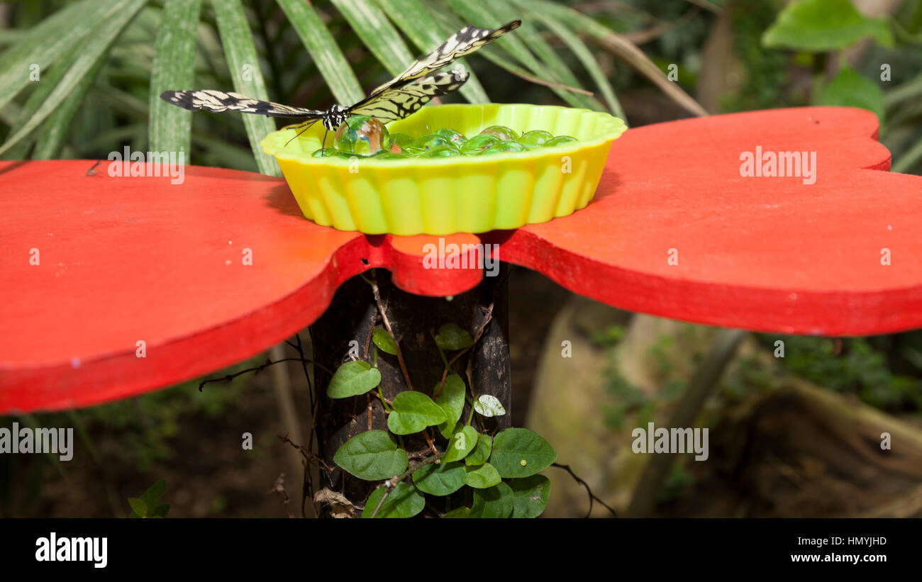 Papillon tropical sur billes en verre Banque D'Images