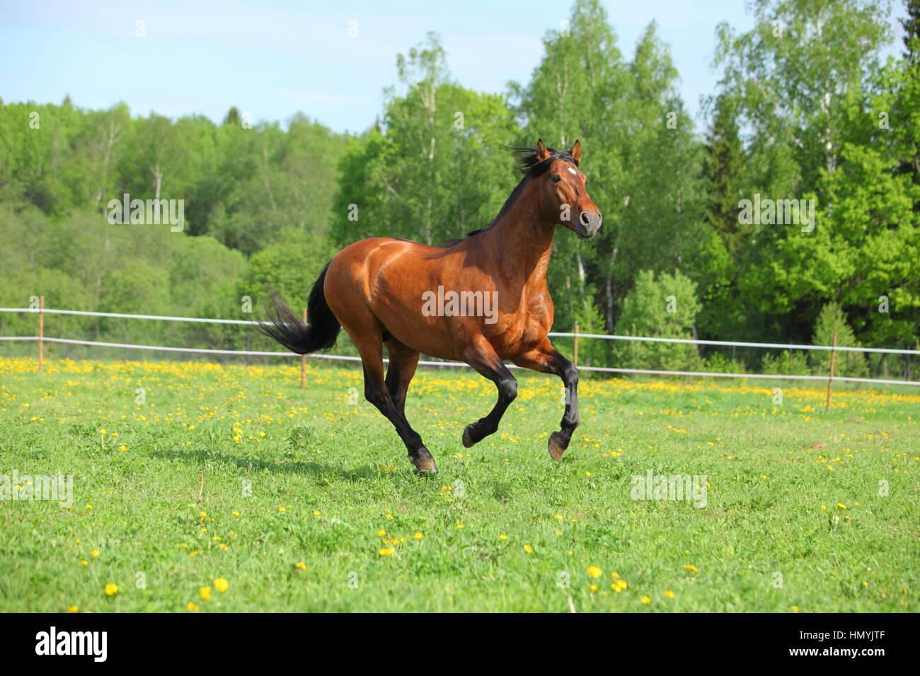 Cheval frison galoper dans un champ vert Banque D'Images