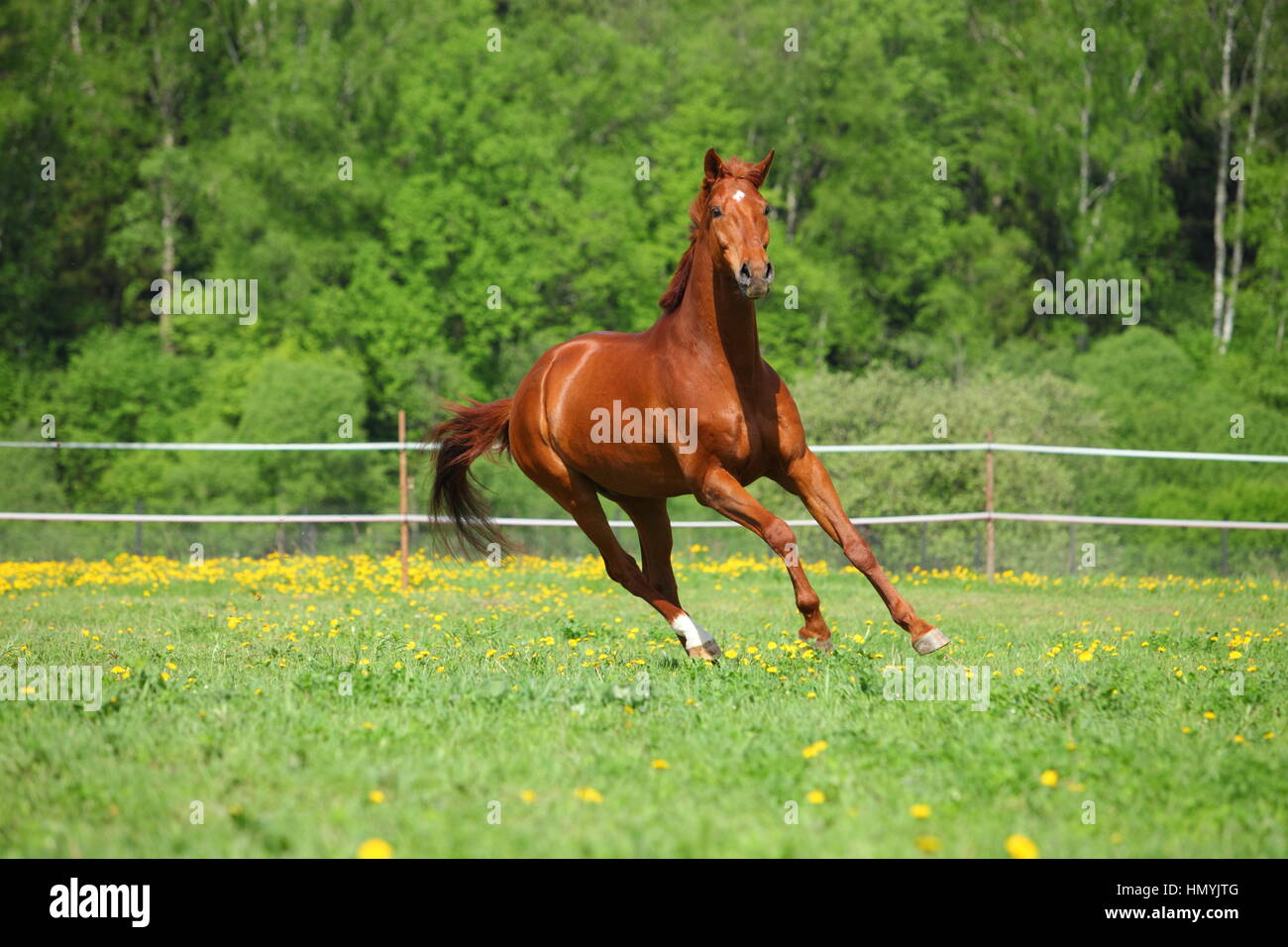 Cheval frison galoper dans un champ vert Banque D'Images