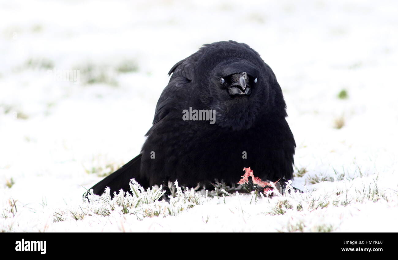 Corneille noire européenne (Corvus corone) dans la neige, se nourrissant d'une souris Banque D'Images