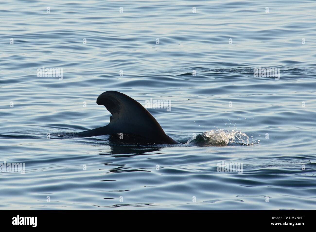 Bref globicéphale veau, Golfe de Californie (Mer de Cortez), Baja California Norte, Mexique Banque D'Images