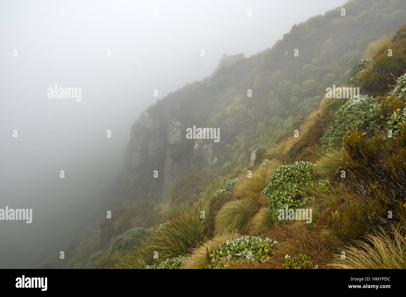 Brouillard mystérieux pente avec cliff le long de la crête de bosse en Nouvelle Zélande Banque D'Images