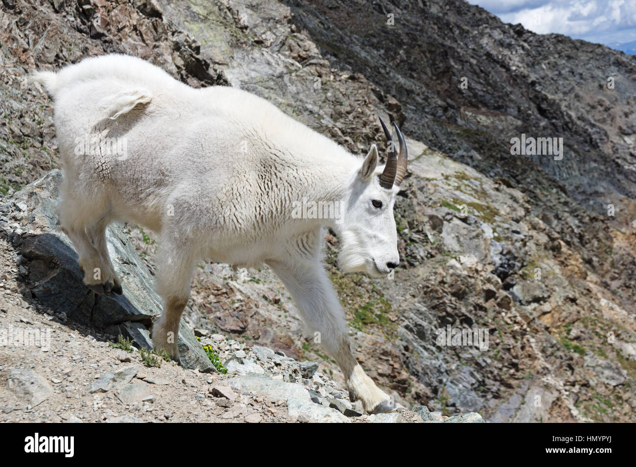 Une chèvre des montagnes rocheuses ou Oreamnos americanus commence vers le bas d'une pente raide sur Torreys Peak Banque D'Images