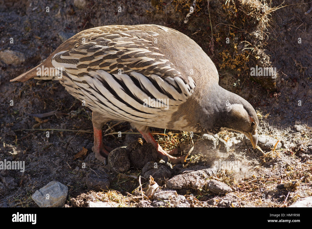 Tibetan snowcock ou Tetraogallus tibetanus picore le sol à la recherche de nourriture Banque D'Images