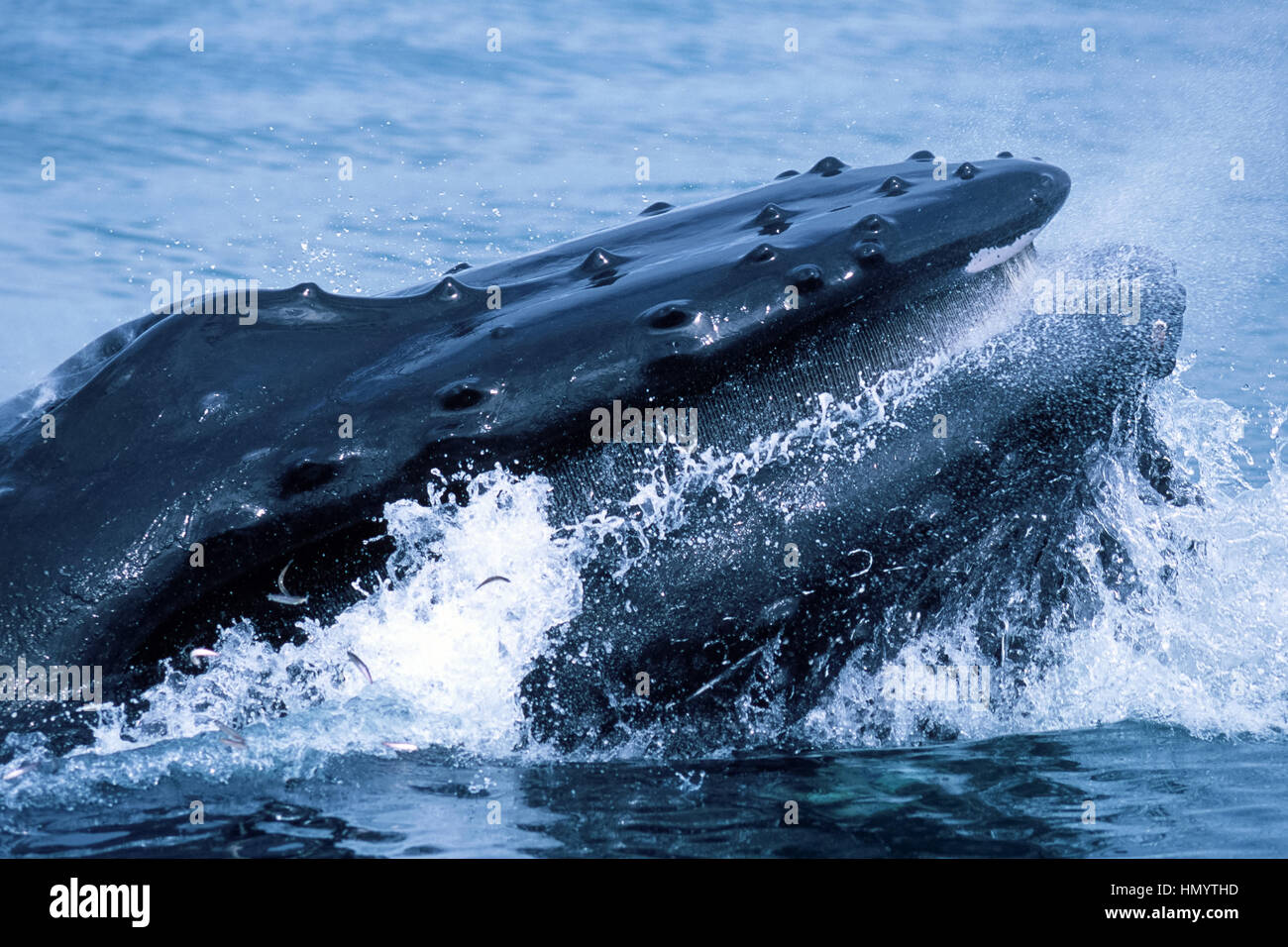 Alimentation fente baleine à bosse (Megaptera novaeangliae), l'Alaska, le sud-est de l'Alaska, Frederick Sound, prises 07,96 Banque D'Images