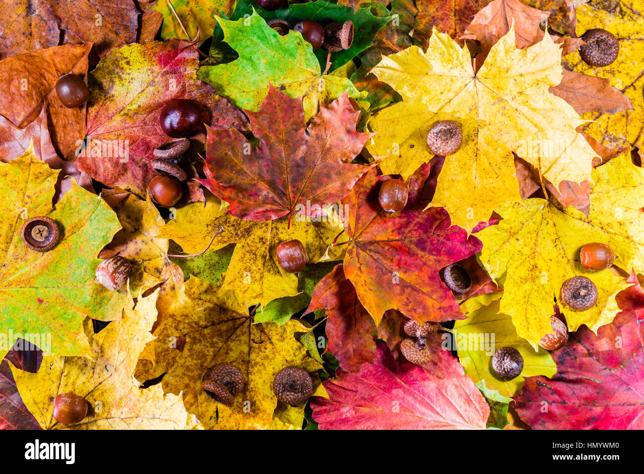 L'automne les feuilles rouges et orange Background Banque D'Images