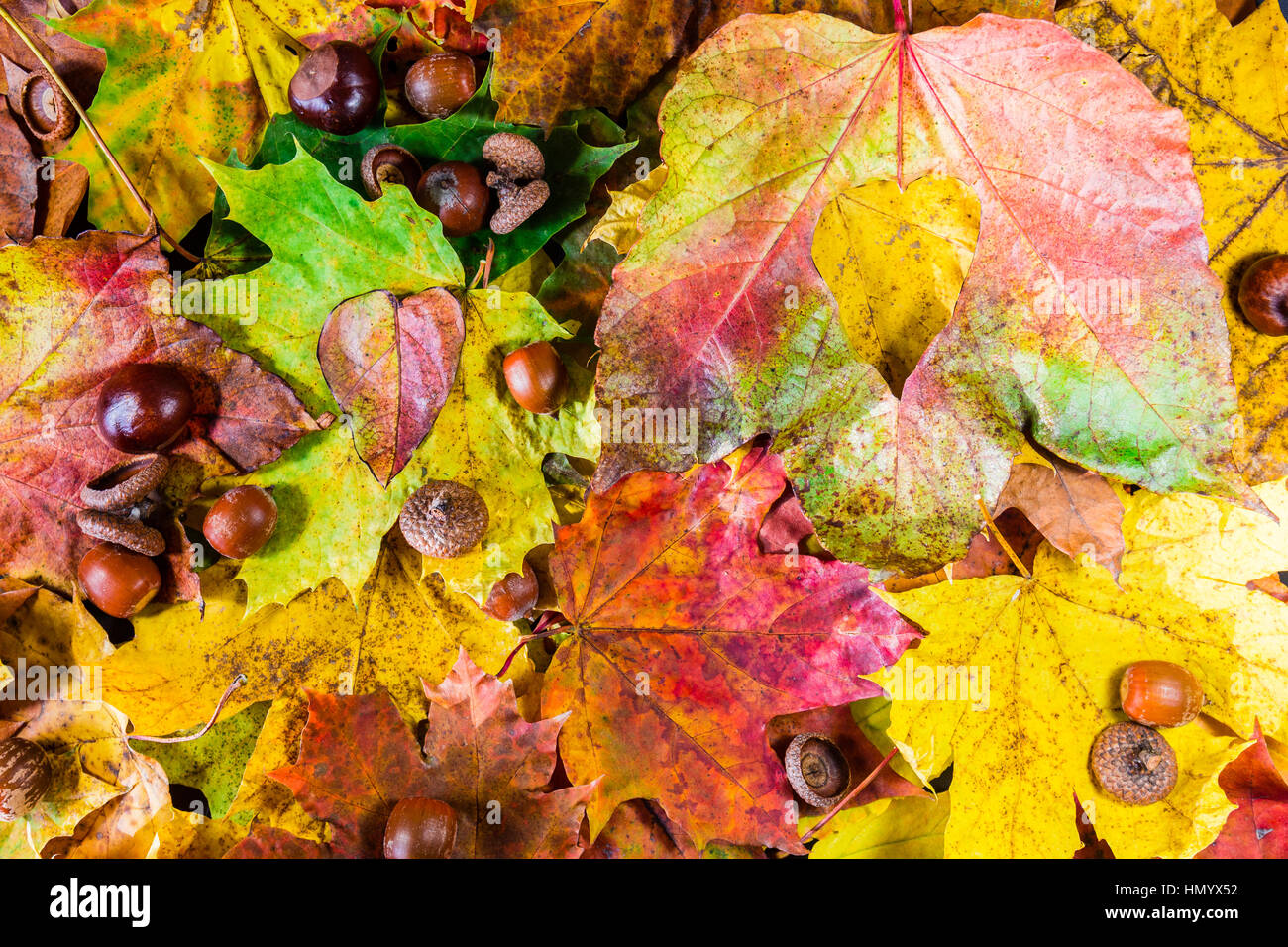 Arrière-plan coloré et lumineux faits de feuilles mortes Banque D'Images