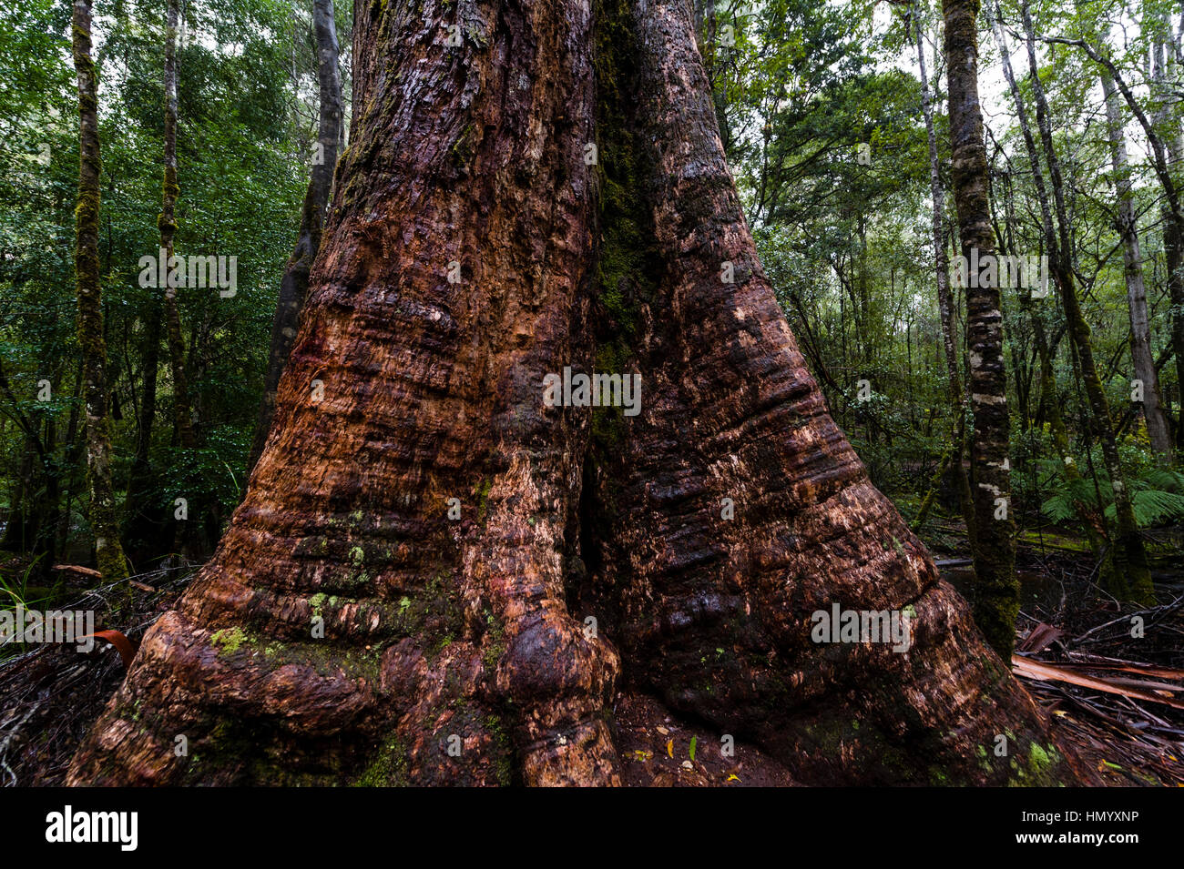 L'énorme large tronc d'un arbre Sorbier sur le sol forestier. Banque D'Images