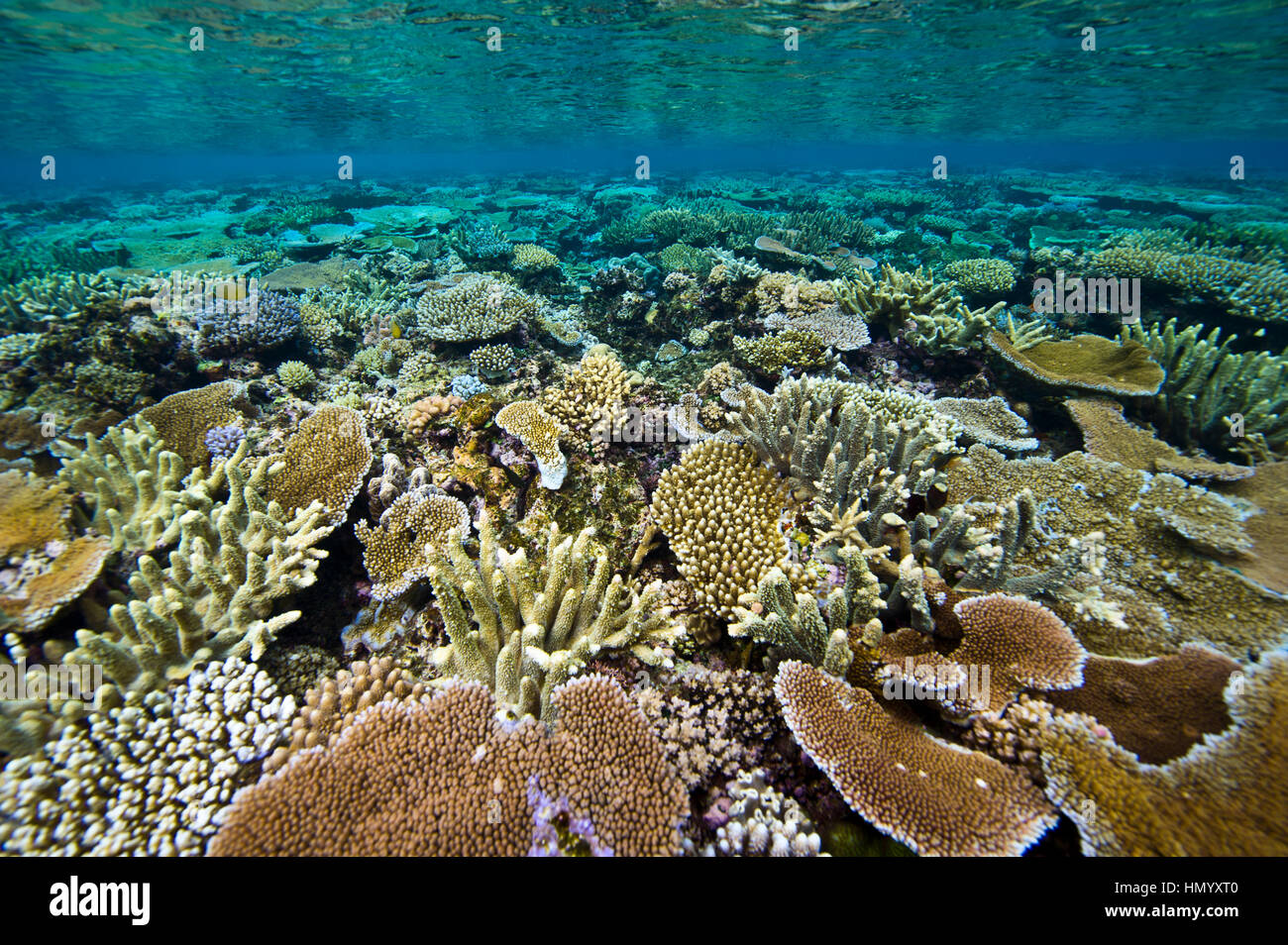 Un récif de corail et plaque Staghorn sous un île tropicale. Banque D'Images