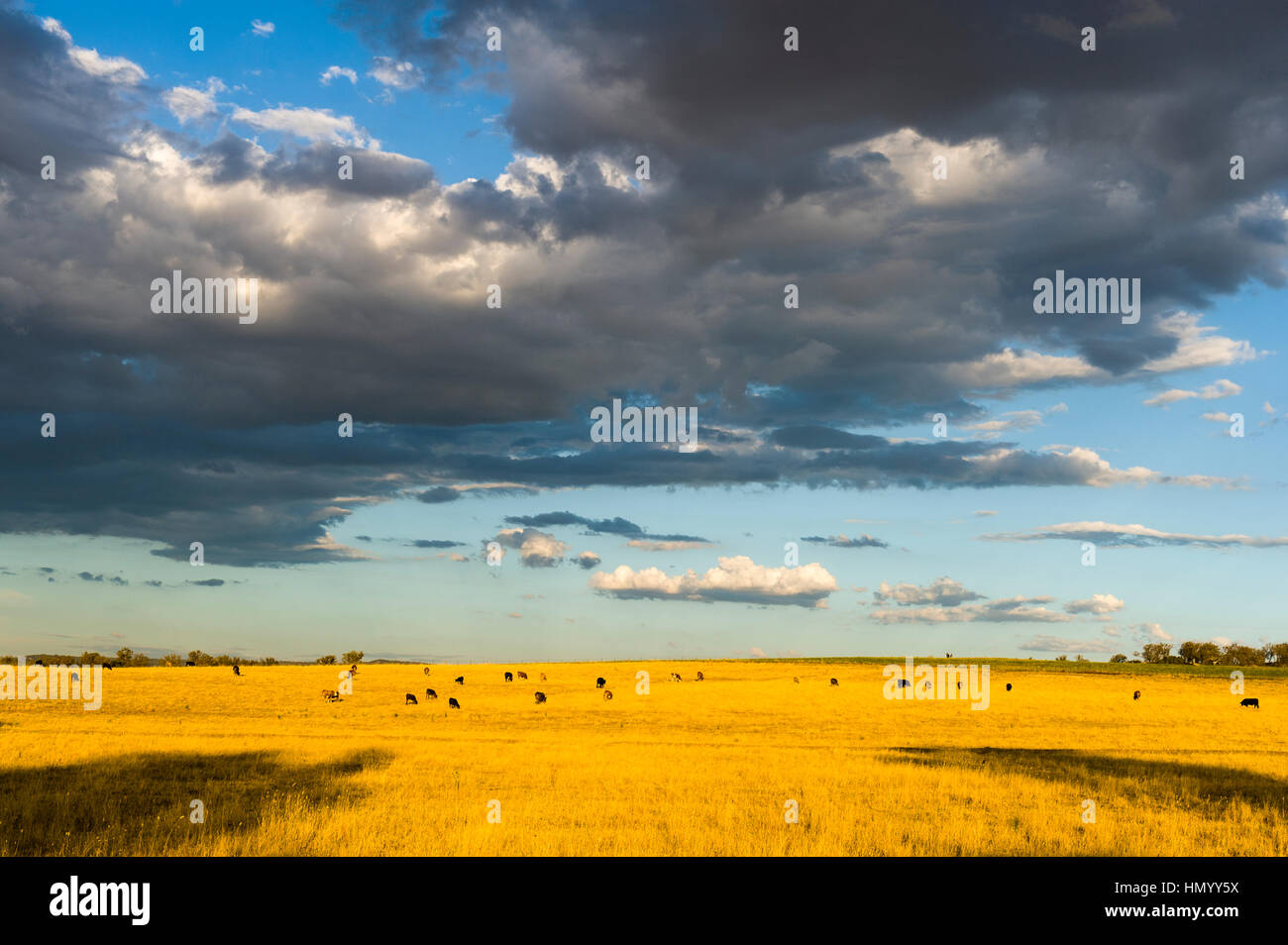 Le pâturage du bétail sur un domaine agricole à sec pendant une sécheresse. Banque D'Images
