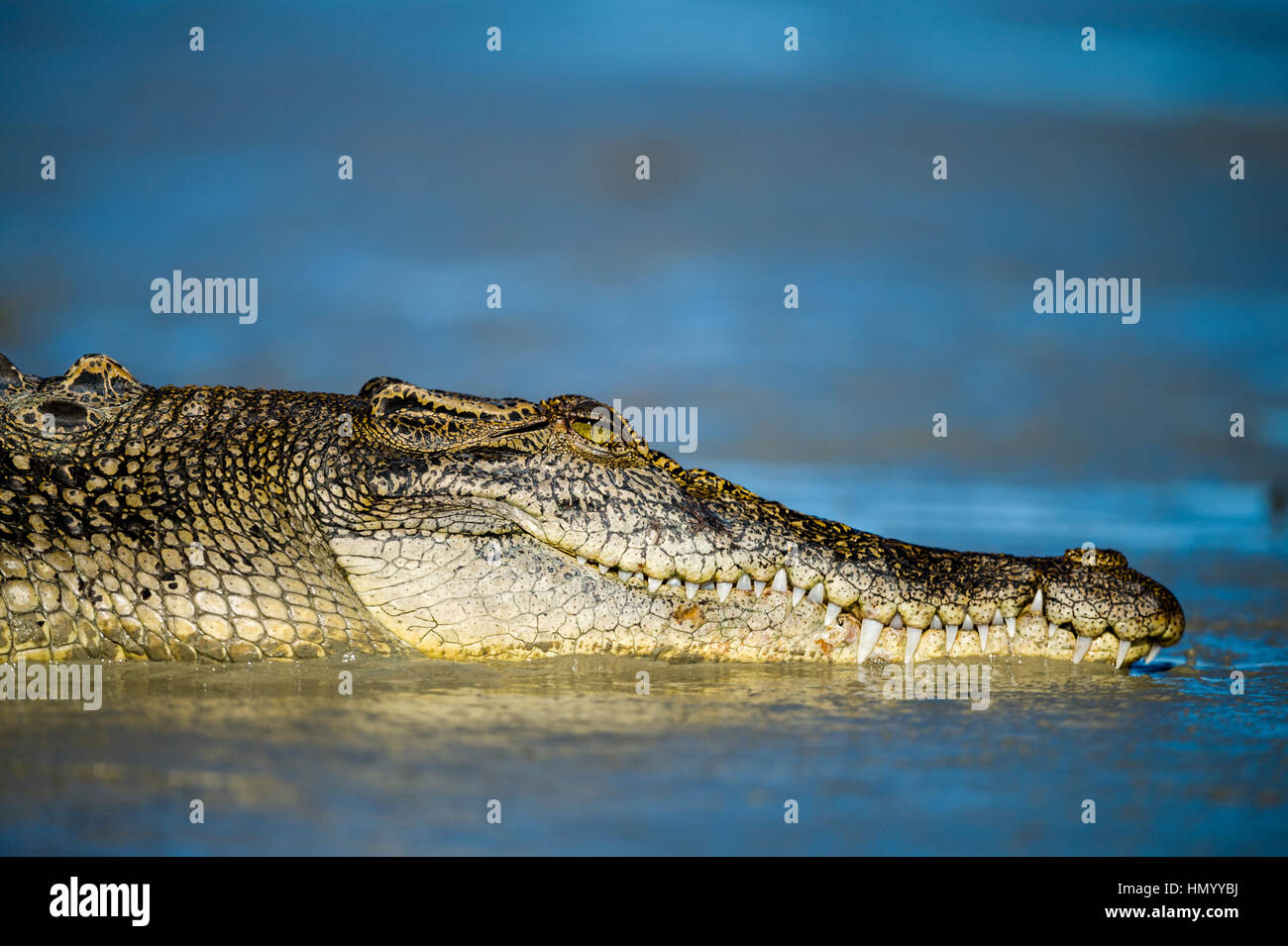 La tête et les mâchoires d'un Crocodile d'eau salée soleil soleil sur une vasière de la mangrove à marée basse. Banque D'Images