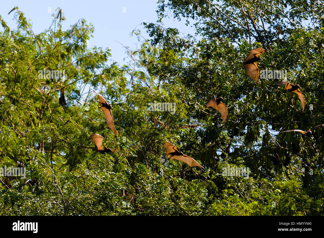 Une colonie de petits renards volants se percher dans un arbre à côté de la rivière Ord. Banque D'Images
