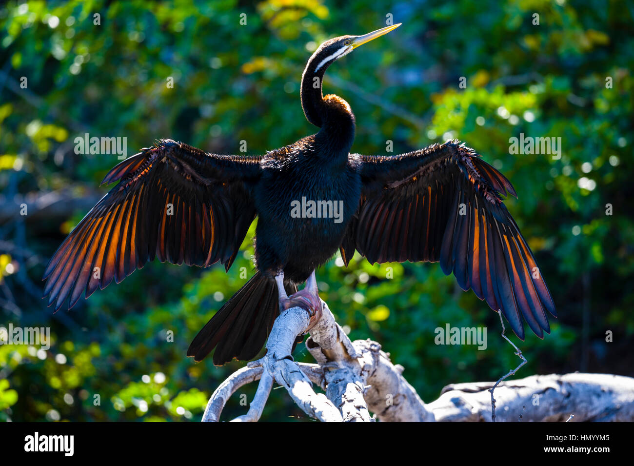 Un faire de l'Australasian Darter séchant ses ailes dans le soleil. Banque D'Images
