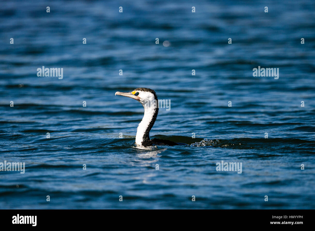 Un grand cormoran nageant dans une rivière d'eau douce. Banque D'Images