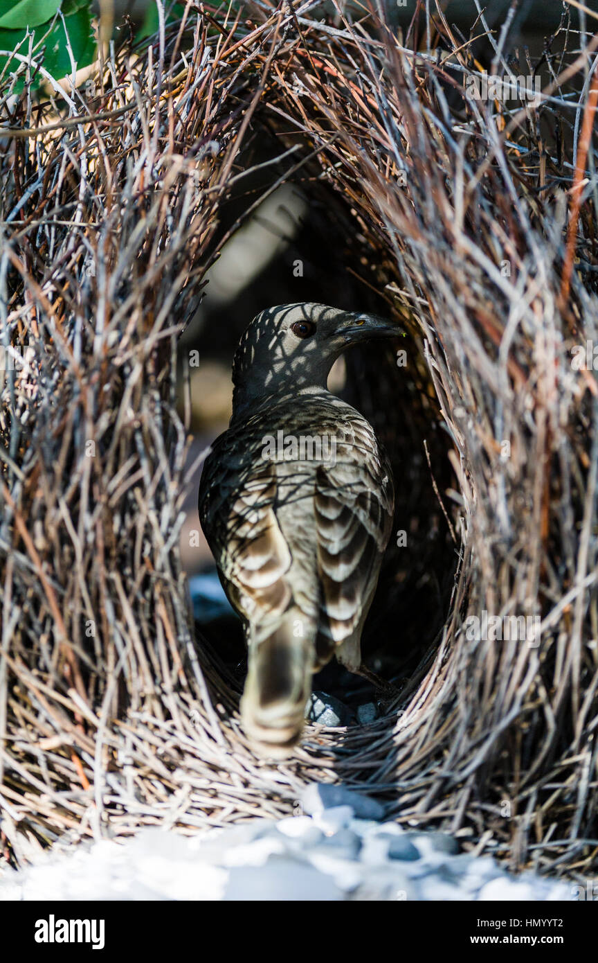 Un grand oiseau rangeant son bâton bower pour parade nuptiale. Banque D'Images