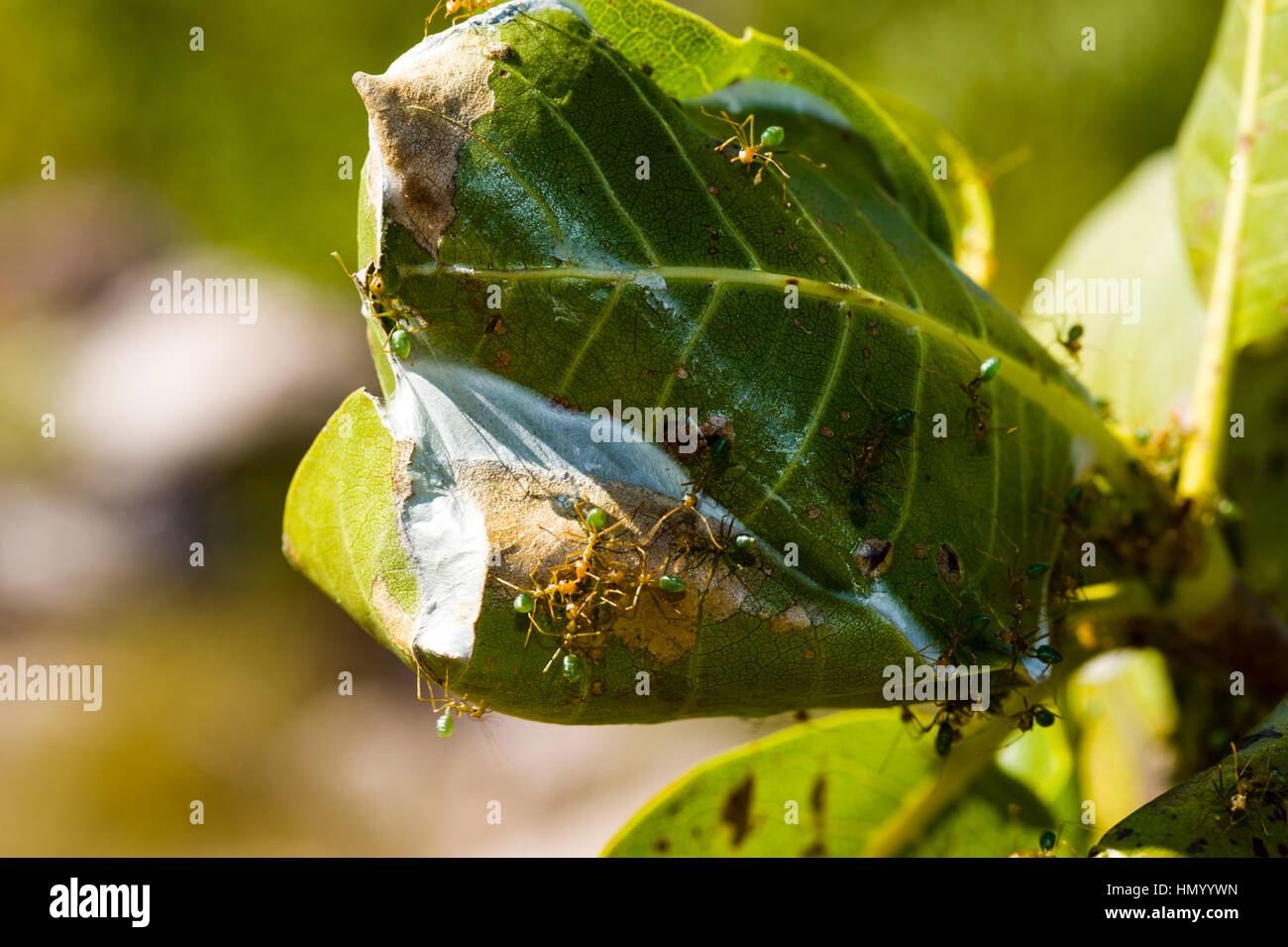 Une colonie de fourmis de l'Arbre Vert La construction d'un nid de feuilles. Banque D'Images