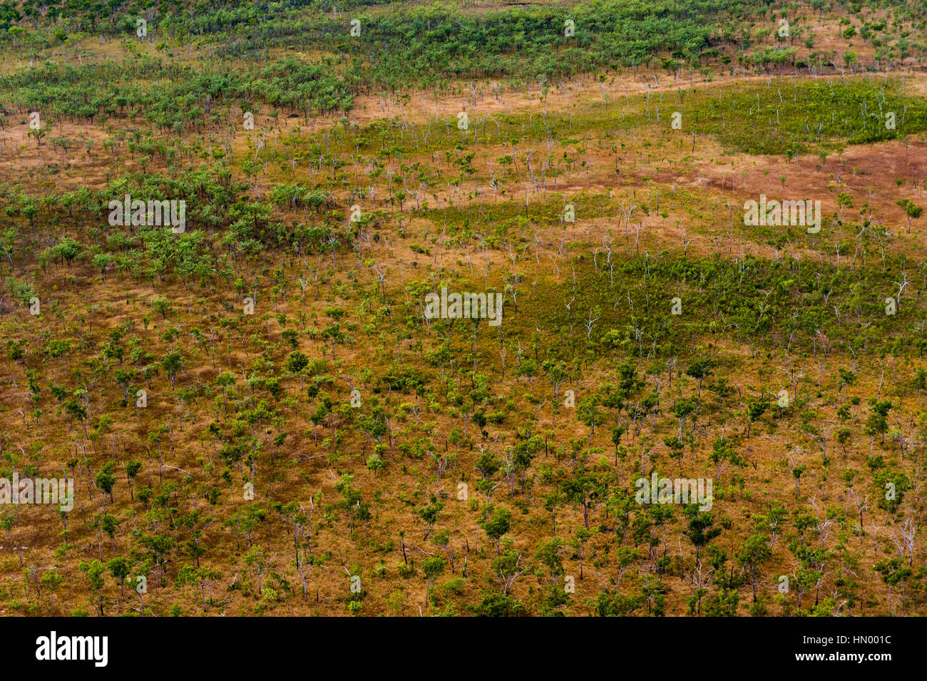 Une vue aérienne d'une forêt ouverte sur un plateau aride dans le Kimberley. Banque D'Images