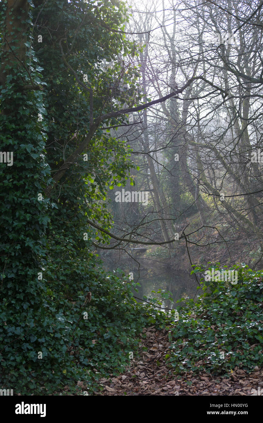 À travers les arbres Willow Hall barrage, derrière moi, le marécage où je prends beaucoup de photos. C'est un froid matin de décembre, au fond de la vallée. Banque D'Images