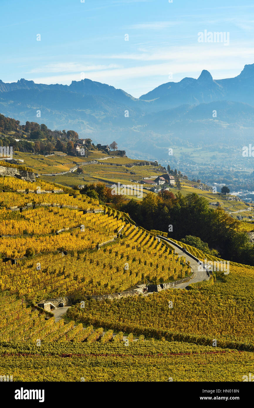Vignes en automne, Lavaux, Canton de Vaud, Suisse Banque D'Images