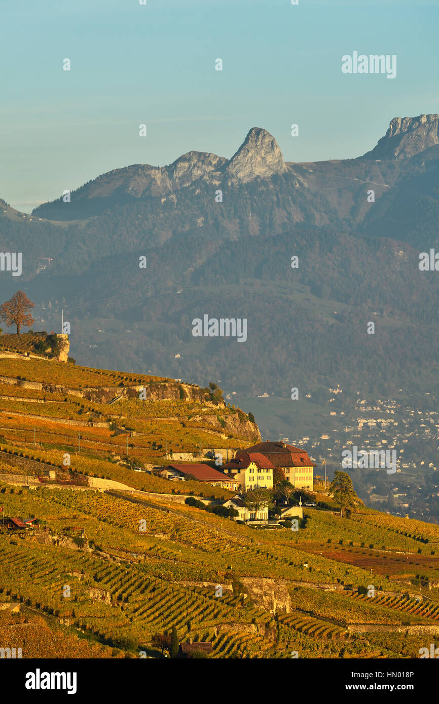 Vignes en automne, Lavaux, Canton de Vaud, Suisse Banque D'Images