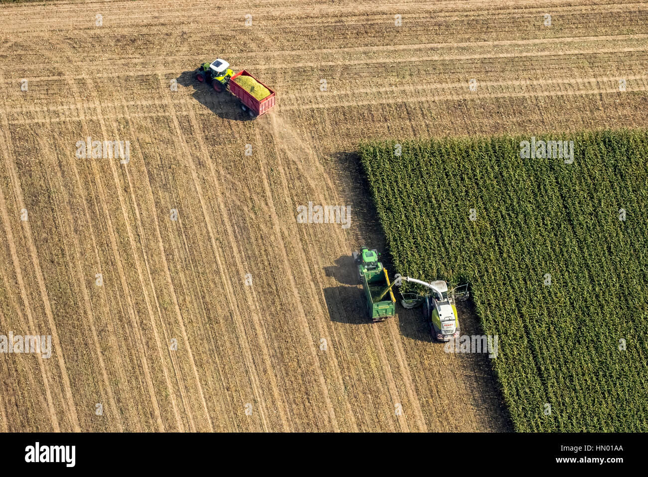 La récolte de maïs avec la tondeuse et tracteur, cornfield, culture, agriculture, Dortmund, Ruhr, Rhénanie du Nord-Westphalie, Allemagne Banque D'Images