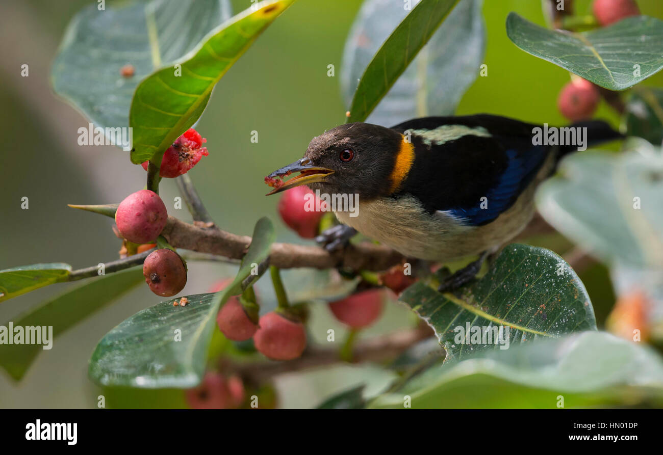 Munis d'or Honeycreeper (Iridophanes pulcherrimus). El Queremal, Valle del Cauca Banque D'Images