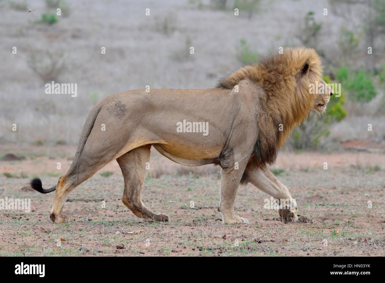Lion (Panthera leo) adulte mâle, balade, Kruger National Park, Afrique — free download