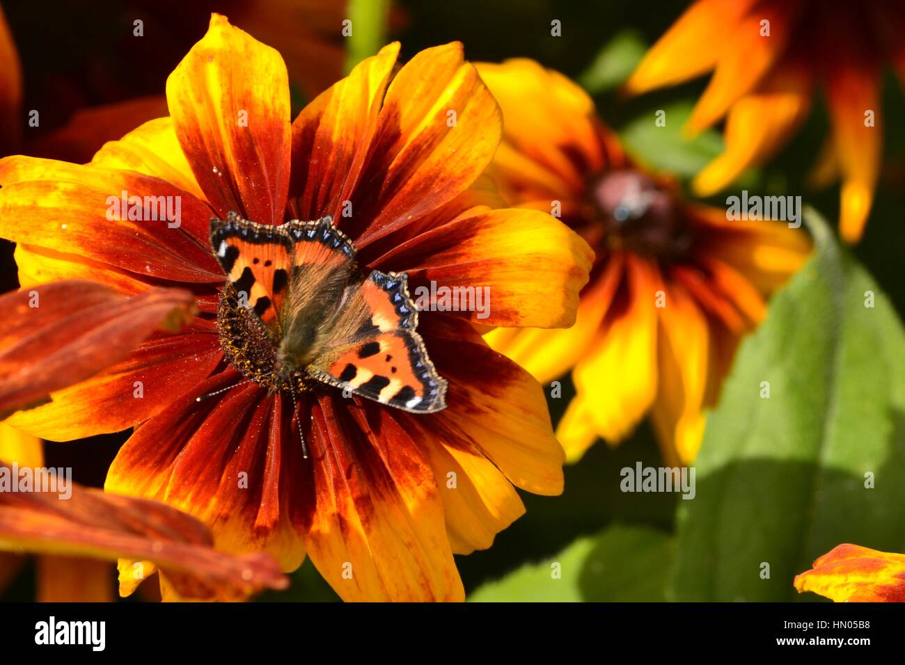 Une écaille de papillon sur une grande couverture fleur dans le Jardin Botanique National du Pays de Galles, Carmarthenshire Banque D'Images