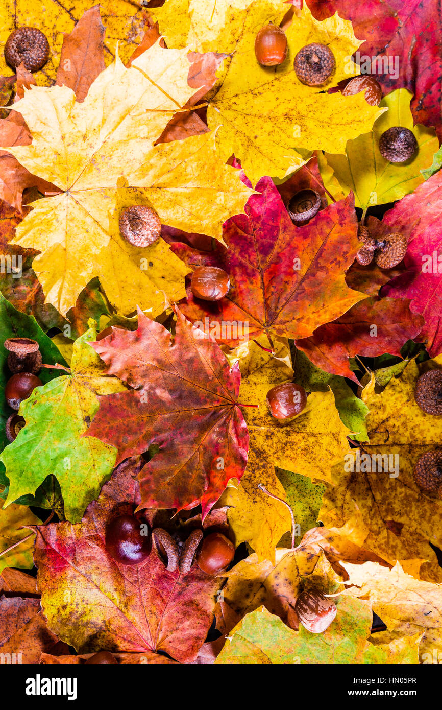 Arrière-plan coloré et lumineux faits de feuilles mortes Banque D'Images