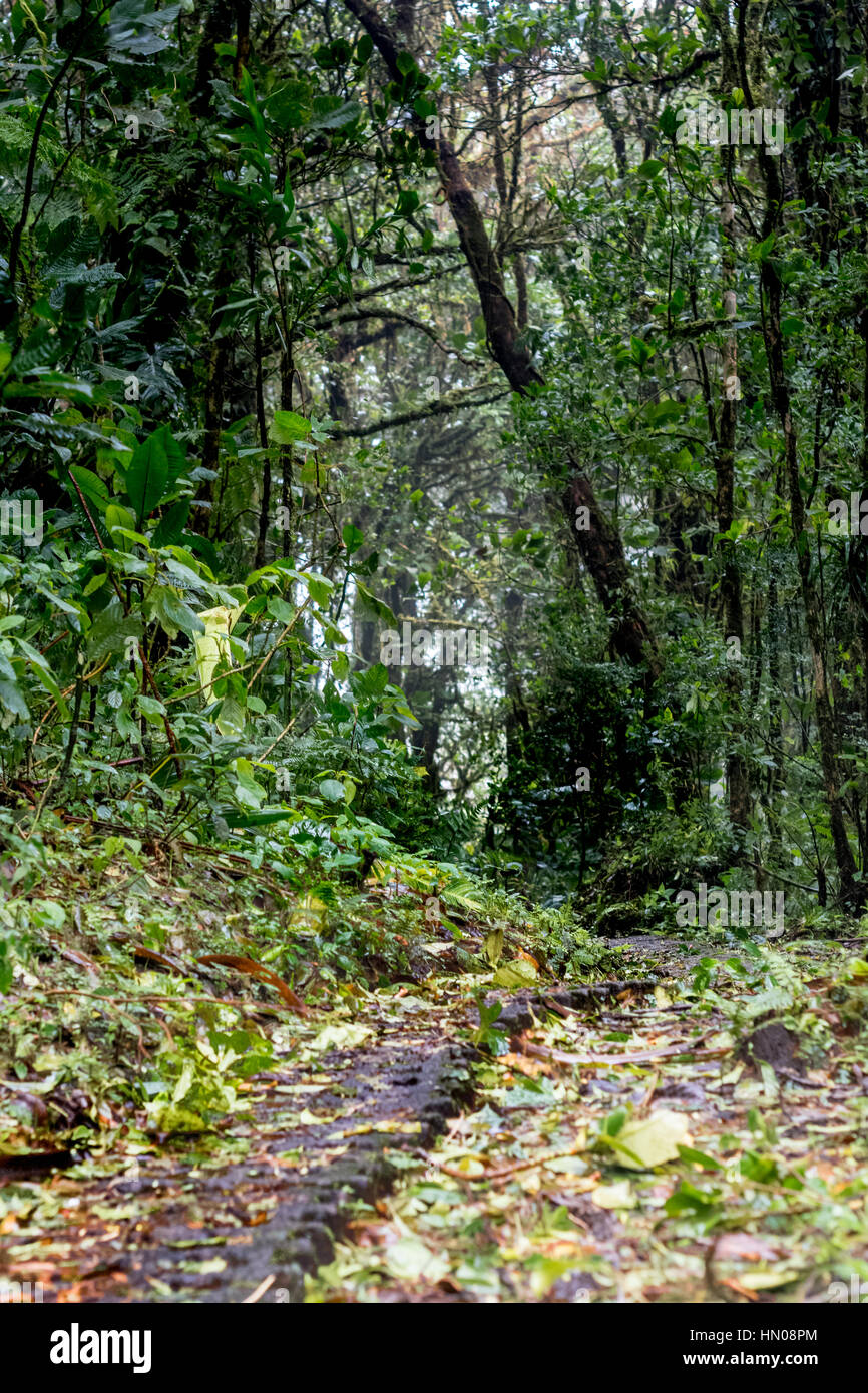 Un chemin à travers la cloudforest, Monteverde, Costa Rica Banque D'Images