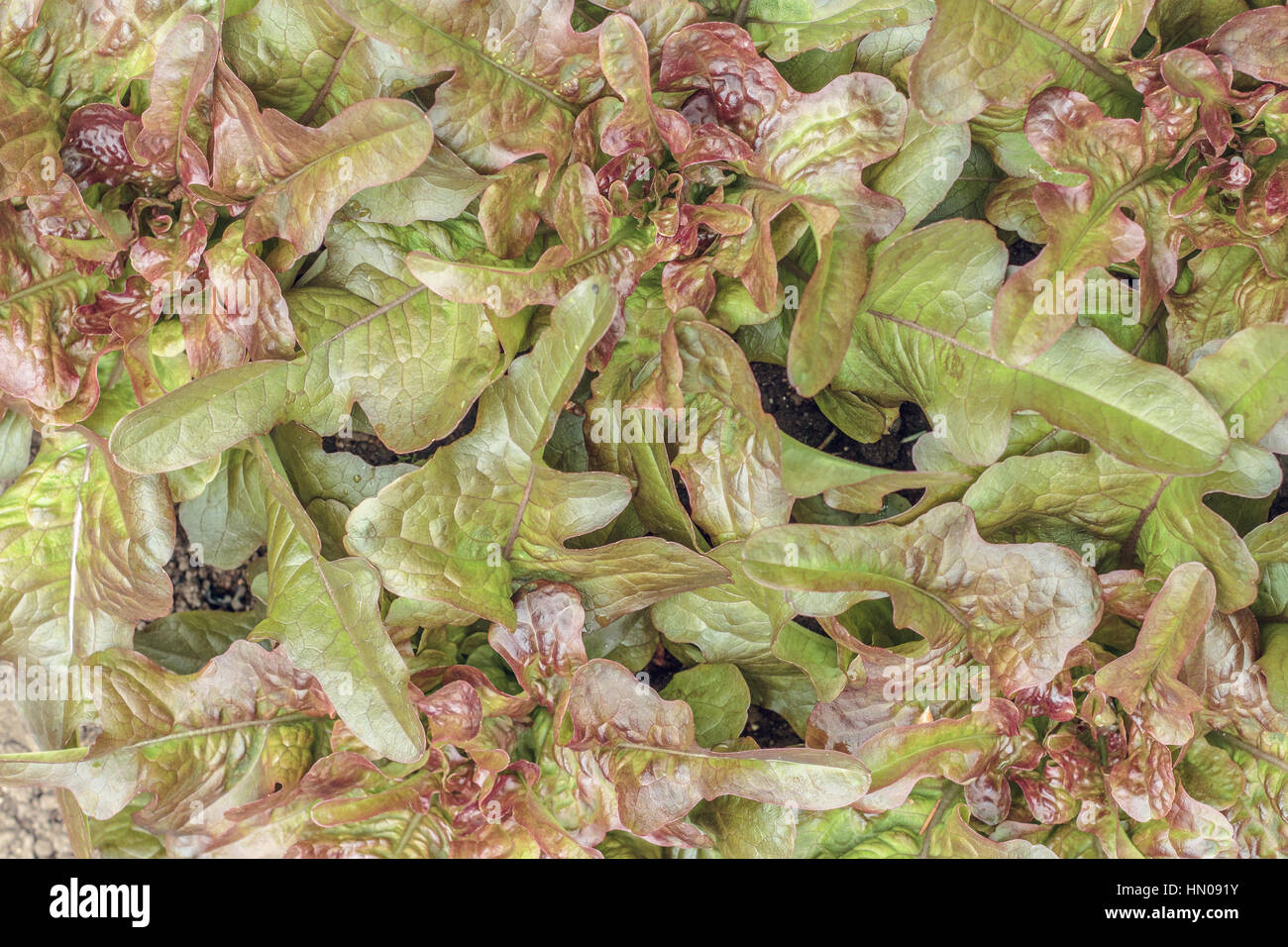Les laitues feuille de chêne rouge ('Brunia' variété) cultiver un jardin à forte densité, en remplissant le cadre (vue de dessus). Banque D'Images