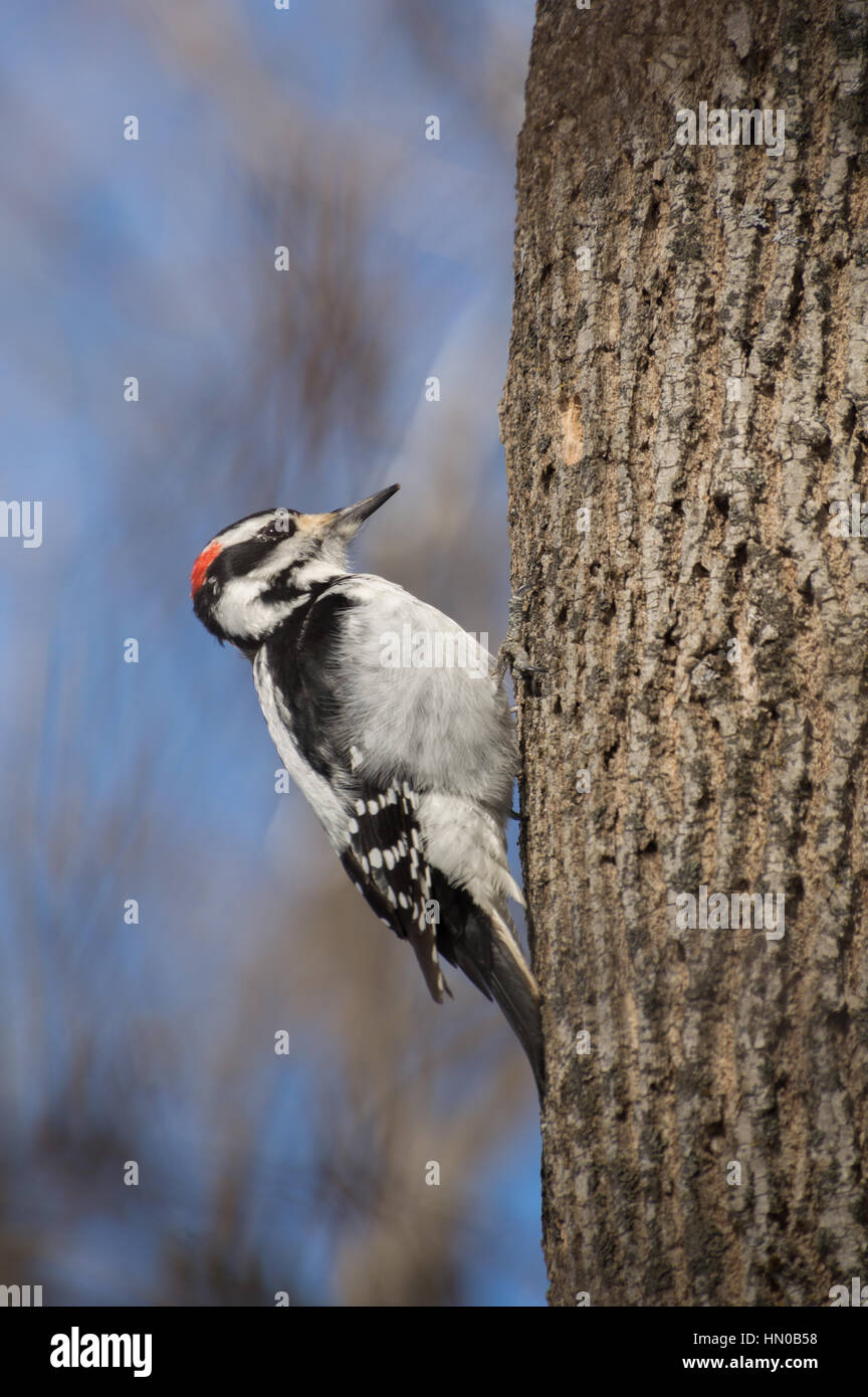 Pic mineur sur un tronc d'arbre Frêne en hiver. La lumière du soleil illumine ce petit oiseau et fond de ciel bleu. Banque D'Images