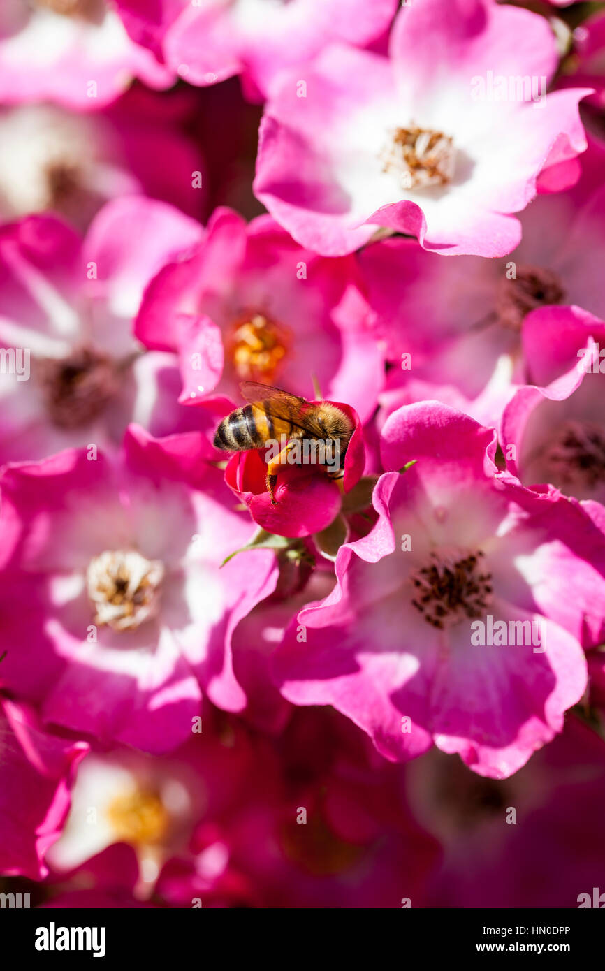 L'alimentation de l'Abeille sur le pollen de Rosa 'Mozart', un rosier arbustif rose parfumée Banque D'Images
