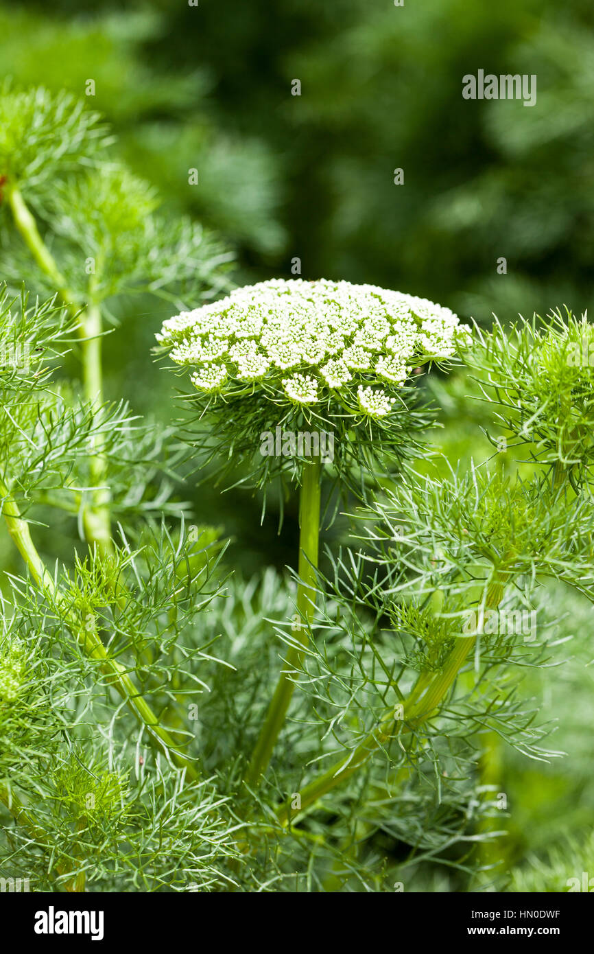 AMMI visnaga Banque D'Images