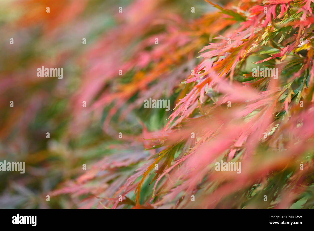 Acer palmatum, cut-leaved maple japonais feuilles d'automne, changement de couleur, journée ensoleillée Jane Ann Butler Photography JABP1825 Banque D'Images