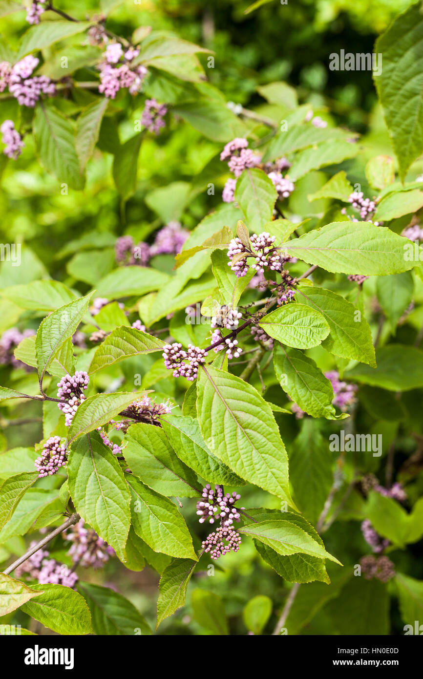 Callicarpa Bodinieri Banque De Photographies Et Dimages Haute