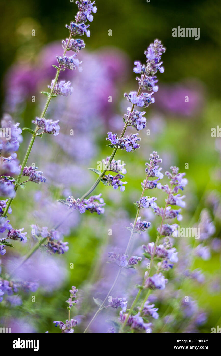 Nepeta x faassenii 'Walker's bas' Banque D'Images