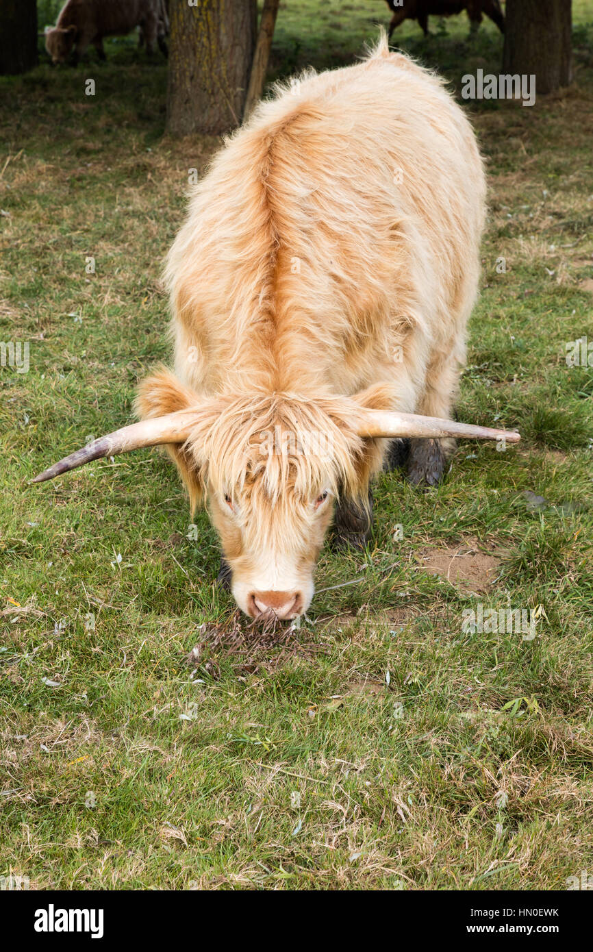 Sur Highland cattle la rivière Medway à Ditton, Kent, UK Banque D'Images