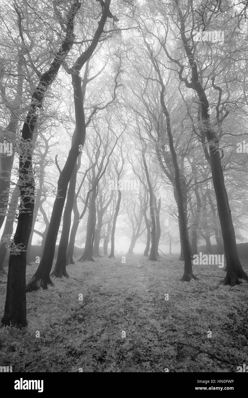 Au-dessus des arbres en silhouette fantasmagorique Eyam dans le peak district national park Banque D'Images