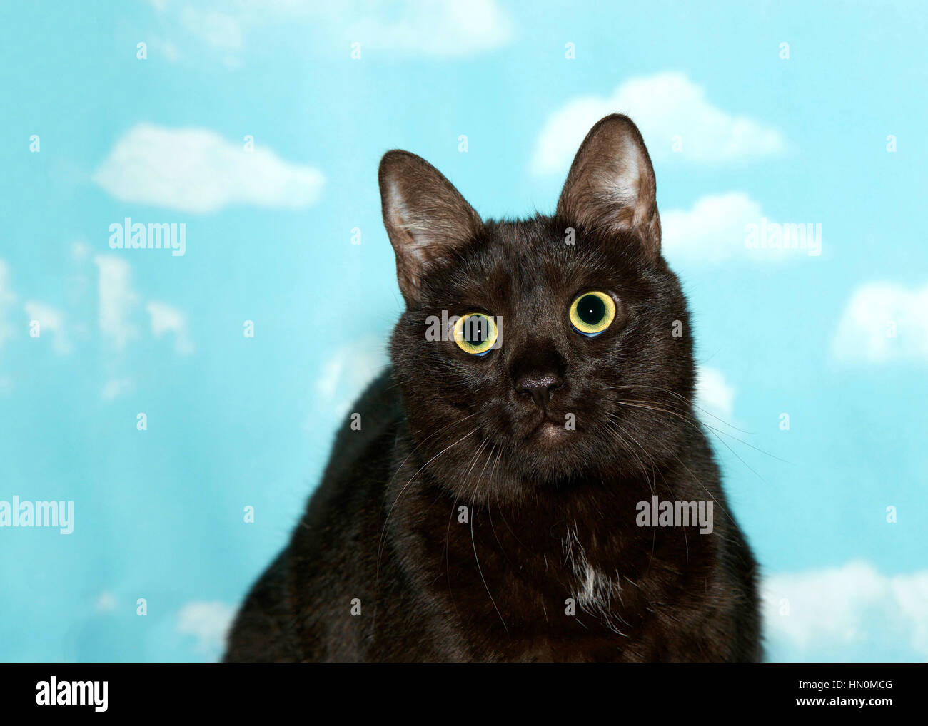 Portrait D Un Chat Noir Aux Yeux Verts Grande Dilatation Des Pupilles A La Recherche Au Spectateur Ciel Bleu Avec Des Nuages De Fond Photo Stock Alamy