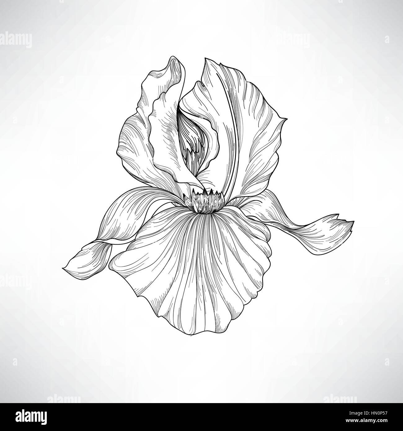 Flower isolated. gravure florale illustration. vector set. Illustration de Vecteur